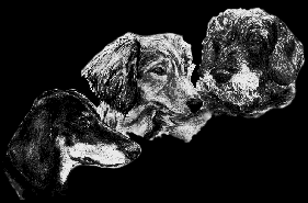 3Breeds.gif (14290 bytes)
