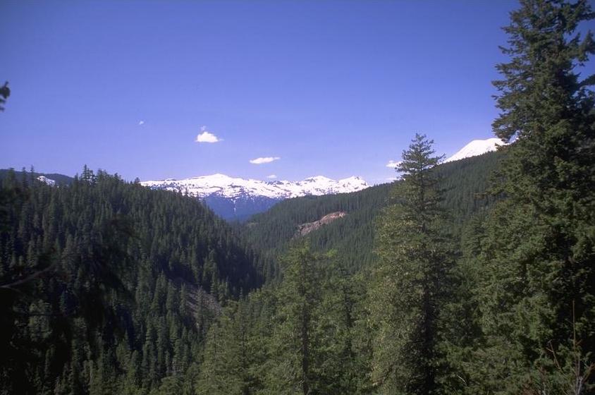 Bergwald.JPG (66516 bytes)