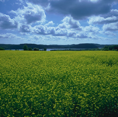 Field03.jpg (81449 bytes)