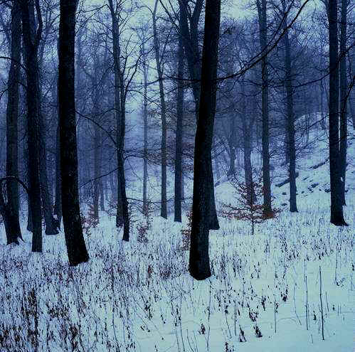 Foresnow.jpg (52768 bytes)