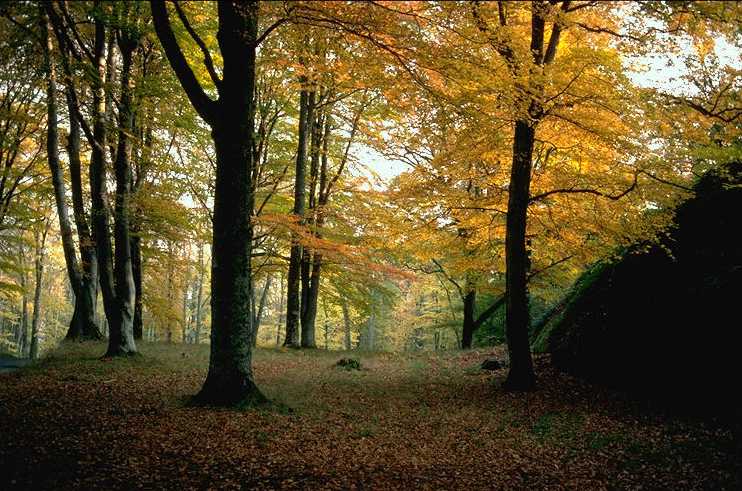 Forest07.jpg (77390 bytes)