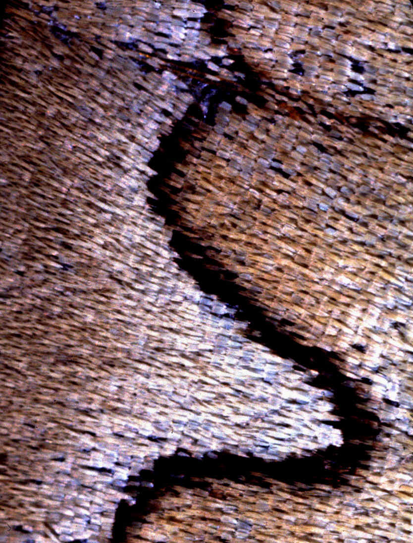 Moth11.jpg (311656 bytes)