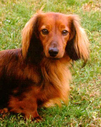 Rudy4.jpg (40759 bytes)