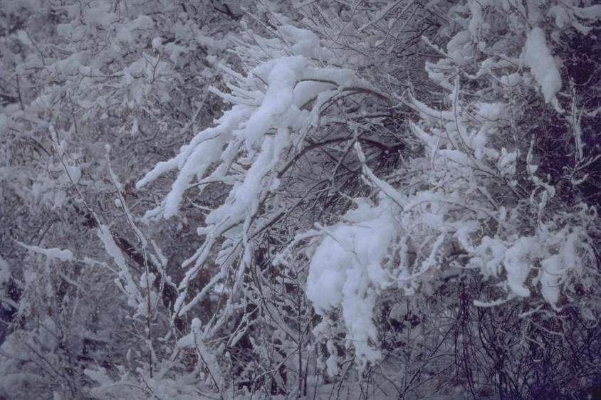 Schnee.JPG (93108 bytes)