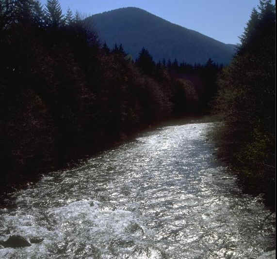 Waldwasser.JPG (120555 bytes)