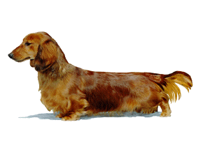dachs-Long.gif (18790 bytes)