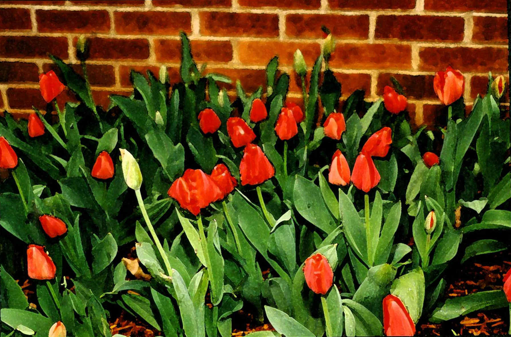 mytulips.jpg (558367 bytes)