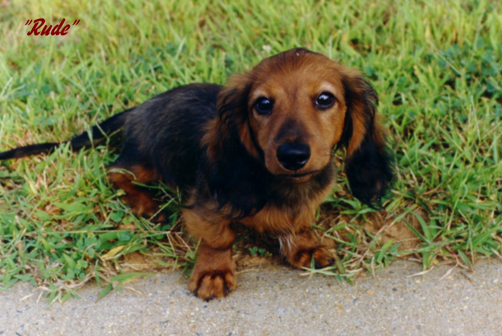 rudy81.JPG (205546 bytes)
